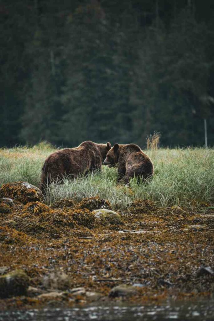 Dos osos grizzly cerca de un rio