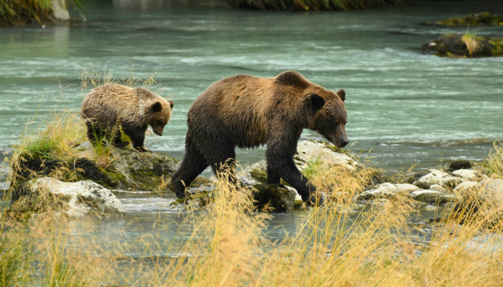 Una osa grizzly con su cachorro cruzando un río en las Rocosas Canadienses.