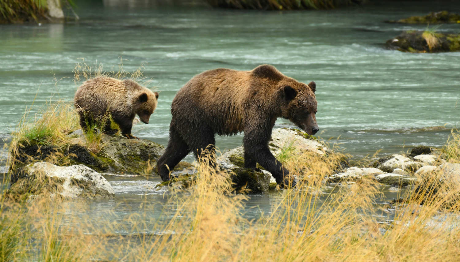 Oso Grizzly vs Oso Negro: Guía visual para diferenciarlos rápido