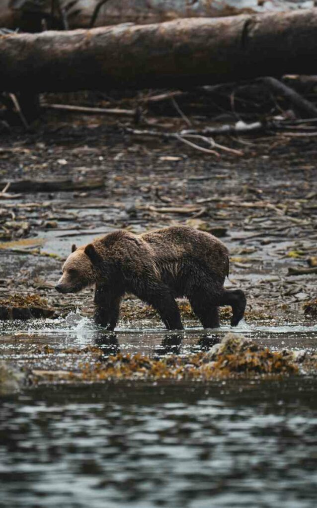 Oso grizzly en el rio