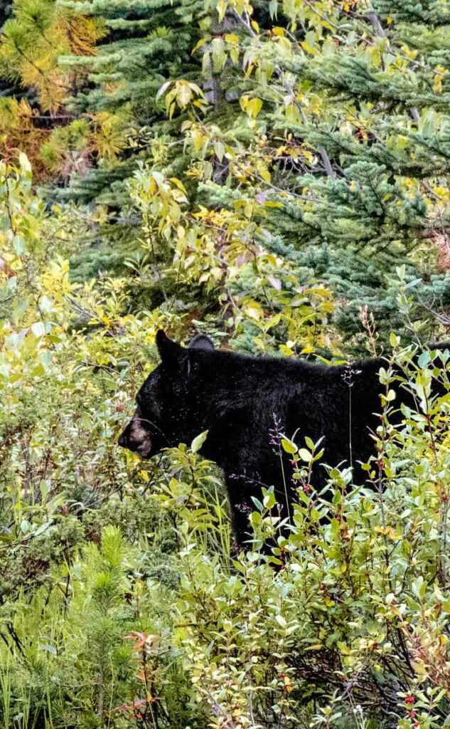 Oso negro entre los arbustos