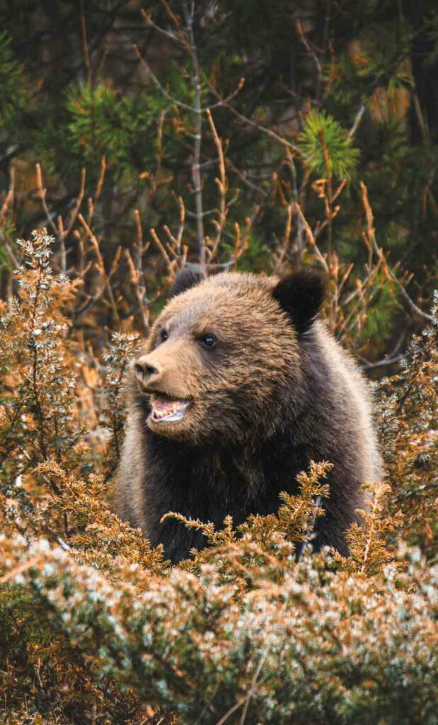Oso negro en el bosque