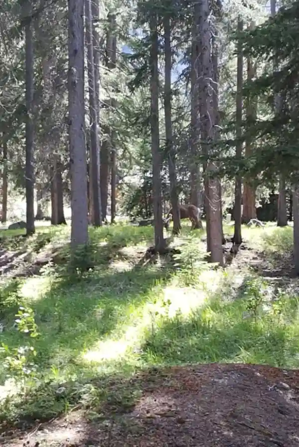 Elk detrás de los arboles en el Bow river trail en Banff