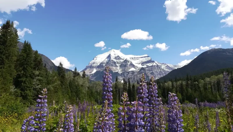 Parks Canada Pass 2026: Mapa completo Banff, Jasper, Yoho, Kootenay + Robson