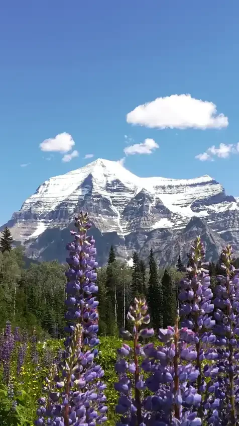 Pradera con muchas flores y al fondo las vistas de la cima del monte Robinson