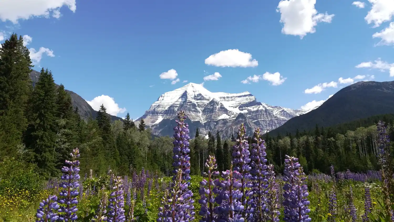 Parks Canada Pass 2026: Mapa completo Banff, Jasper, Yoho, Kootenay + Robson