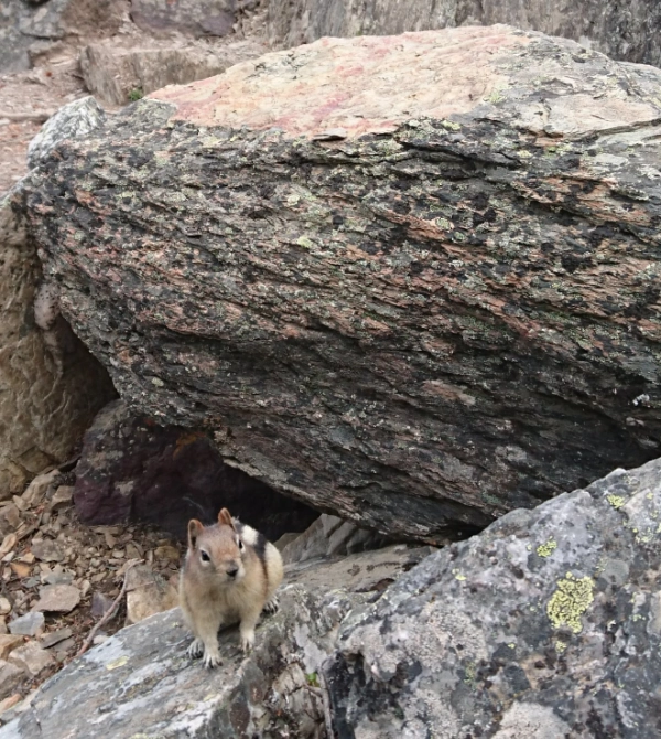Una pequeña ardilla terrestre sobre las rocas del mirador Rockpile en Moraine Lake, un encuentro común con la fauna local en Banff