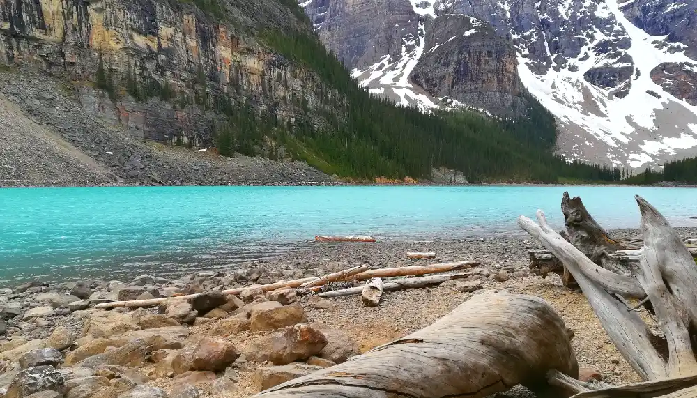 Troncos secos en la orilla pedregosa del Lago Moraine con sus aguas turquesas y paredes de roca escarpadas al fondo.