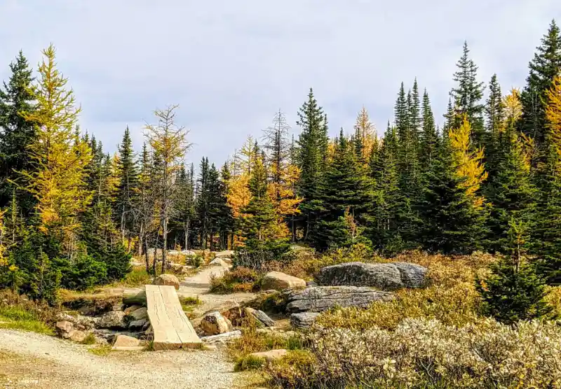 Alerces amarillos (Larch) durante el otoño en Lake O'Hara, con montañas nevadas al fondo, Yoho National Park.