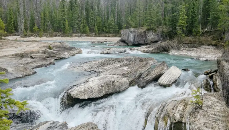Rápidos y cascadas del río Kicking Horse cerca de Natural Bridge, rodeado de bosques de pinos en el Parque Nacional Yoho.
