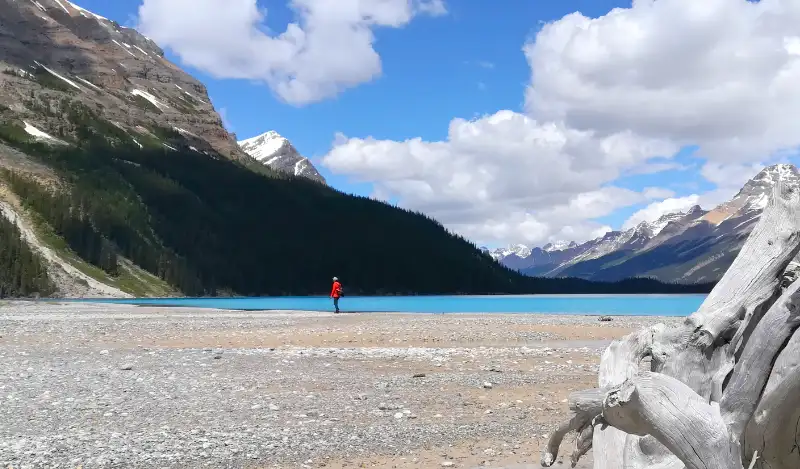 Persona caminando por la orilla de piedras de Peyto Lake con el agua azul brillante y montañas bajo un cielo nublado.