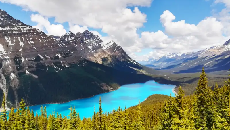 Vista panorámica del lago Peyto en forma de lobo con su característico color turquesa desde el mirador, rodeado de montañas y pinos.
