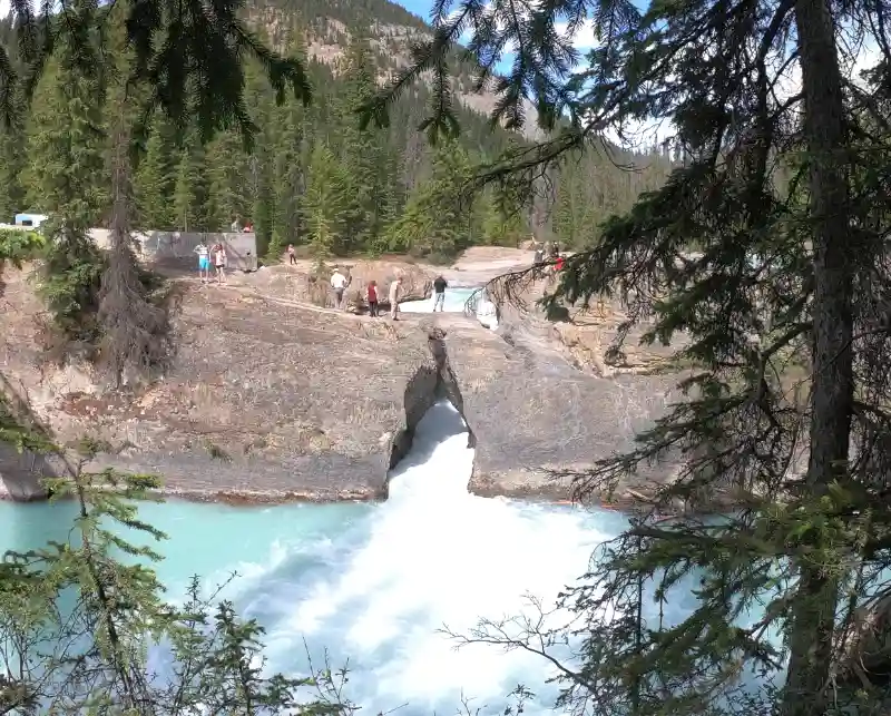 Sendero entre pinos con vistas al río turquesa Kicking Horse y la formación rocosa de Natural Bridge en el Parque Nacional Yoho.