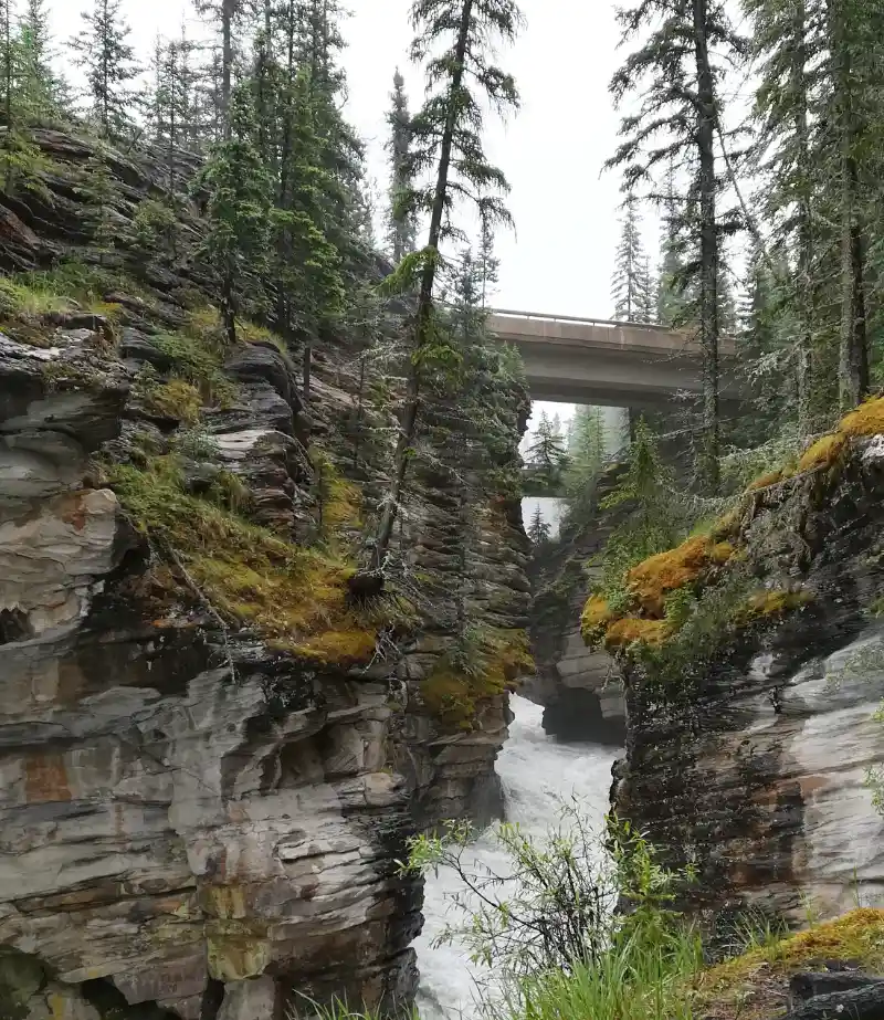 Río Athabasca fluyendo con fuerza por la parte baja del cañón de roca, con un puente peatonal visible arriba entre los pinos en el Parque Nacional Jasper.