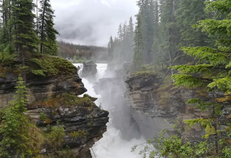 Vista desde el puente de Athabasca Falls mostrando la cascada abriéndose paso con fuerza a través de un cañón de roca desfiladero rodeado de bosque denso.